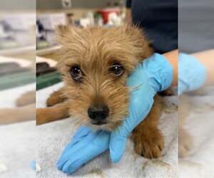 Mutt Dogs for adoption in Riverside, CA, USA