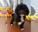 BichPoo puppies - Male Bichpoo Puppy for Sale - Photo #7