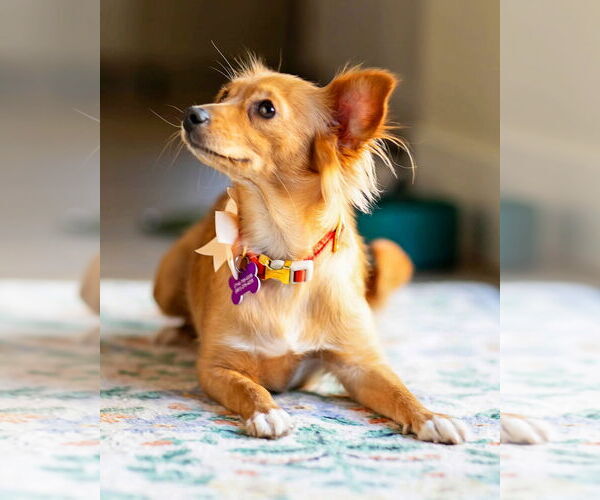 Medium Photo #15 Chiweenie Puppy For Sale in Corona, CA, USA
