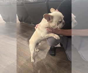 French Bulldog Puppy for sale in SACRAMENTO, CA, USA