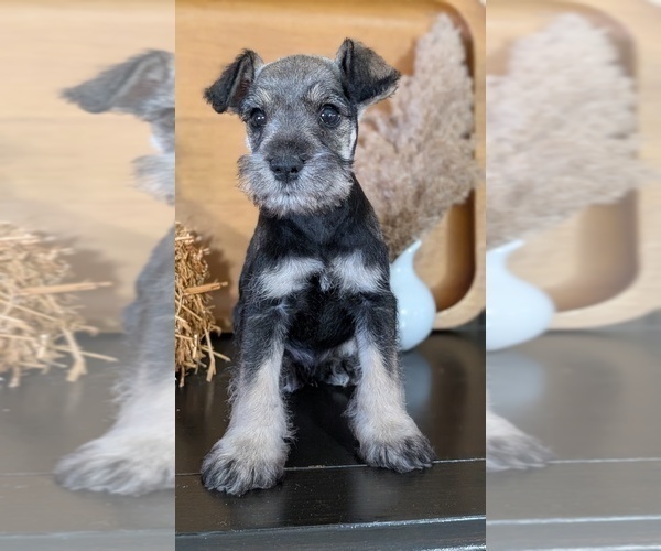 Medium Photo #50 Schnauzer (Miniature) Puppy For Sale in GOSHEN, IN, USA