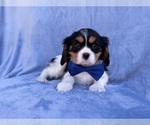 Small #1 Cavalier King Charles Spaniel