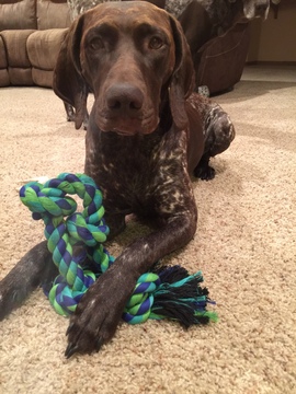 Medium Photo #1 German Shorthaired Pointer Puppy For Sale in BRICELYN, MN, USA