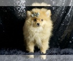 Small Photo #56 Pomeranian Puppy For Sale in WARSAW, IN, USA