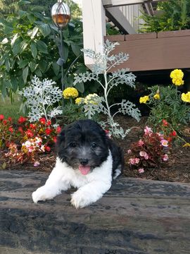 Medium Photo #1 Havanese Puppy For Sale in SUGARCREEK, OH, USA