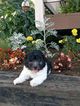 Small Photo #1 Havanese Puppy For Sale in SUGARCREEK, OH, USA