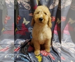 Small Photo #4 Goldendoodle Puppy For Sale in LIZELLA, GA, USA