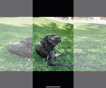 Small #2 Mutt