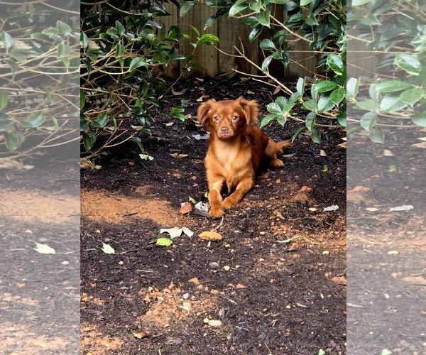 Medium Photo #8 Chiranian Puppy For Sale in Greenville, SC, USA