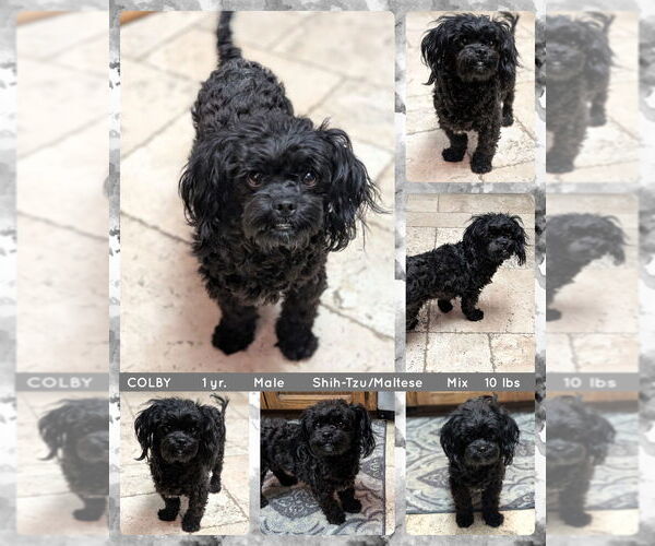 Medium Photo #1 Mal-Shi Puppy For Sale in Mesa, AZ, USA