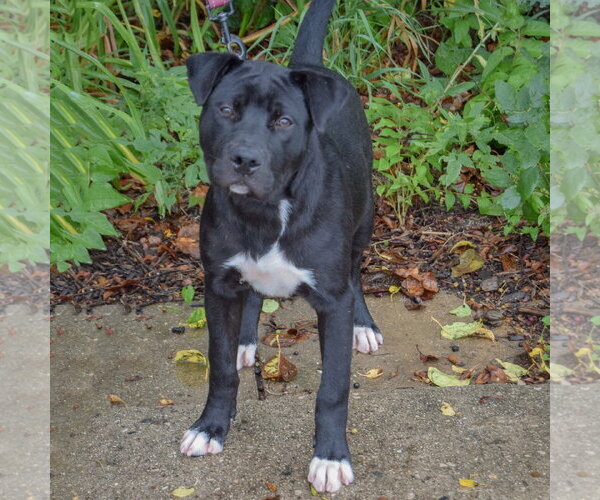 Medium Photo #10 American Staffordshire Terrier-Unknown Mix Puppy For Sale in Huntley, IL, USA