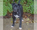 Small #9 American Staffordshire Terrier Mix