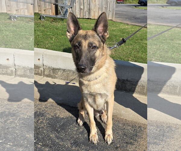 Medium Photo #1 German Shepherd Dog Puppy For Sale in McDonough, GA, USA