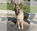 Small German Shepherd Dog