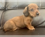 Small Photo #2 Dachshund Puppy For Sale in GRANBY, CT, USA