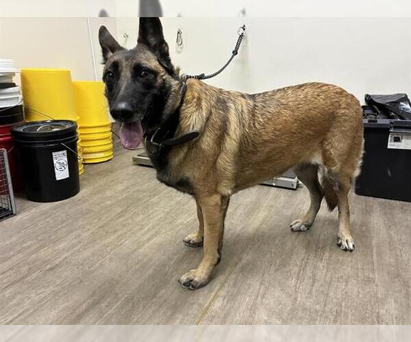 Medium Photo #1 German Shepherd Dog-Unknown Mix Puppy For Sale in Pasadena, CA, USA