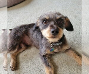 Crypto - Male Mutt Dog for Adoption - Photo #7