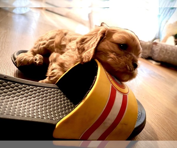 Medium Photo #3 Cavalier King Charles Spaniel Puppy For Sale in KANSAS CITY, MO, USA