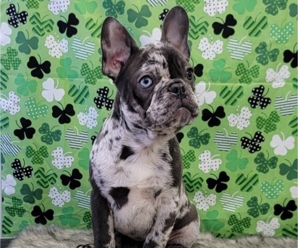 Medium Photo #7 French Bulldog Puppy For Sale in BLAKESBURG, IA, USA