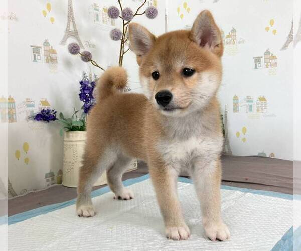 Medium Photo #2 Shiba Inu Puppy For Sale in CHINO HILLS, CA, USA