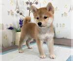 Small Photo #2 Shiba Inu Puppy For Sale in CHINO HILLS, CA, USA