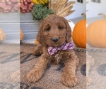 Puppy Heidi Irish Doodle
