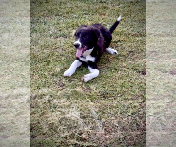 Medium Photo #3 Labrador Retriever-Unknown Mix Puppy For Sale in The Woodlands, TX, USA