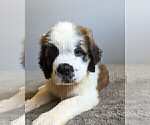 Small Photo #16 Saint Bernard Puppy For Sale in PALM COAST, FL, USA
