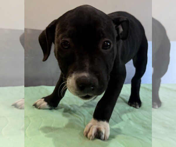 Medium Photo #7 Mutt Puppy For Sale in Sanford, FL, USA