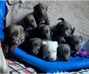 Labradoodle Puppy for sale in MOYOCK, NC, USA