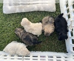 Small Photo #6 Maltipom Puppy For Sale in MIRA LOMA, CA, USA