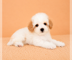 Image preview for Ad Listing. Nickname: Peaches