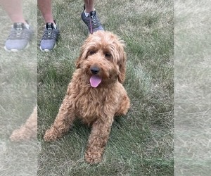 Mother of the Goldendoodle (Miniature) puppies born on 07/13/2026