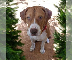 American Pit Bull Terrier-Unknown Mix Dogs for adoption in Bellingham, WA, USA