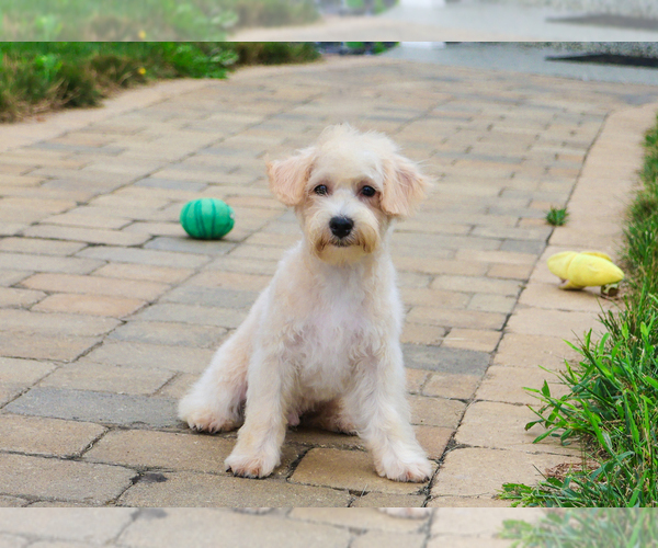 Medium Photo #2 Poodle (Toy)-West Highland White Terrier Mix Puppy For Sale in SYRACUSE, IN, USA