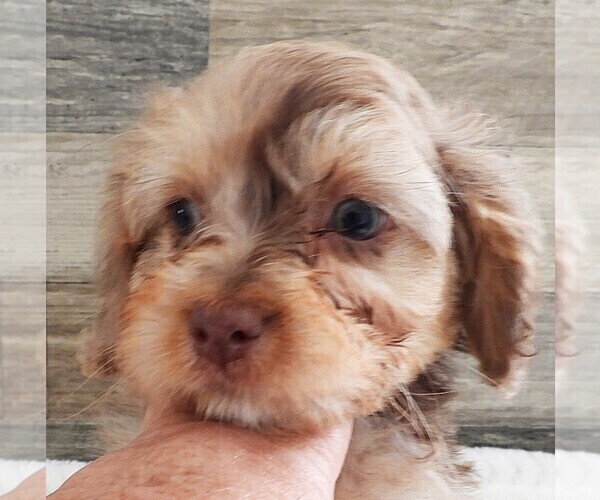 Medium Photo #16 Cavapoo Puppy For Sale in CARLISLE, KY, USA