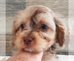 Small Photo #16 Cavapoo Puppy For Sale in CARLISLE, KY, USA