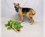 Small #1 German Shepherd Dog Mix