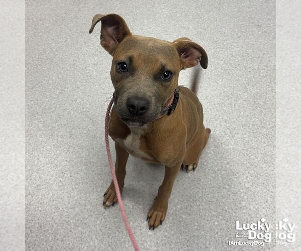 Medium Photo #1 Labrador Retriever-Unknown Mix Puppy For Sale in Washington, DC, USA