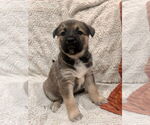 Small #1 German Shepherd Dog Mix