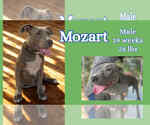 Small #1 American Pit Bull Terrier