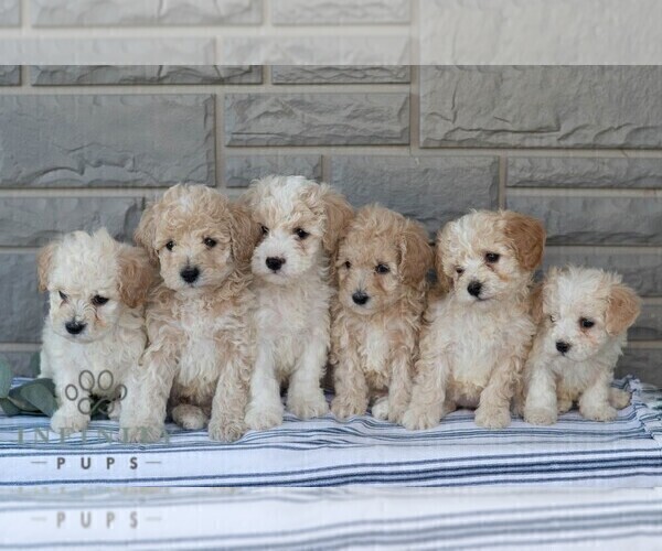 Medium Photo #3 Poochon Puppy For Sale in MIFFLINBURG, PA, USA