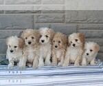 Small #2 Poochon