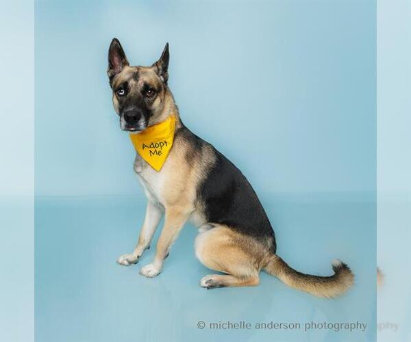 Medium Photo #3 German Shepherd Dog Puppy For Sale in Corona, CA, USA