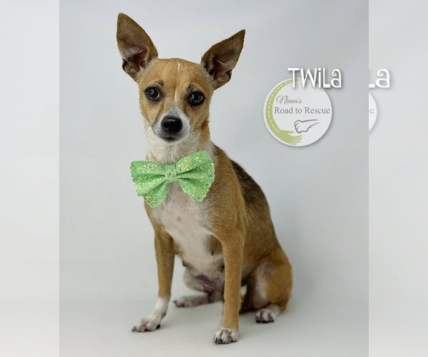 Medium Photo #3 Chihuahua-Unknown Mix Puppy For Sale in Benton, LA, USA
