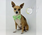 Small Photo #3 Chihuahua-Unknown Mix Puppy For Sale in Benton, LA, USA