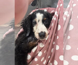 Lydia - Female Bernese Mountain Dog-Poodle (Miniature) Mix Dog for Adoption - Photo #2