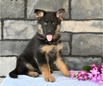 Small #2 German Shepherd Dog