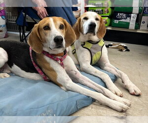 Taylor *Adopt* - Male Mutt Dog for Adoption - Photo #6