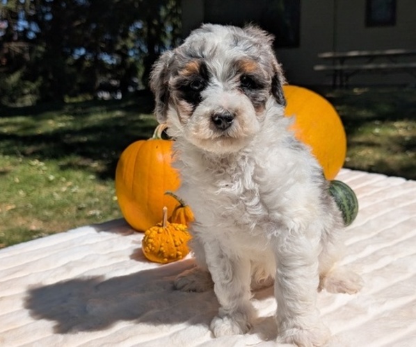 Medium Photo #1 Miniature Bernedoodle Puppy For Sale in GOSHEN, IN, USA